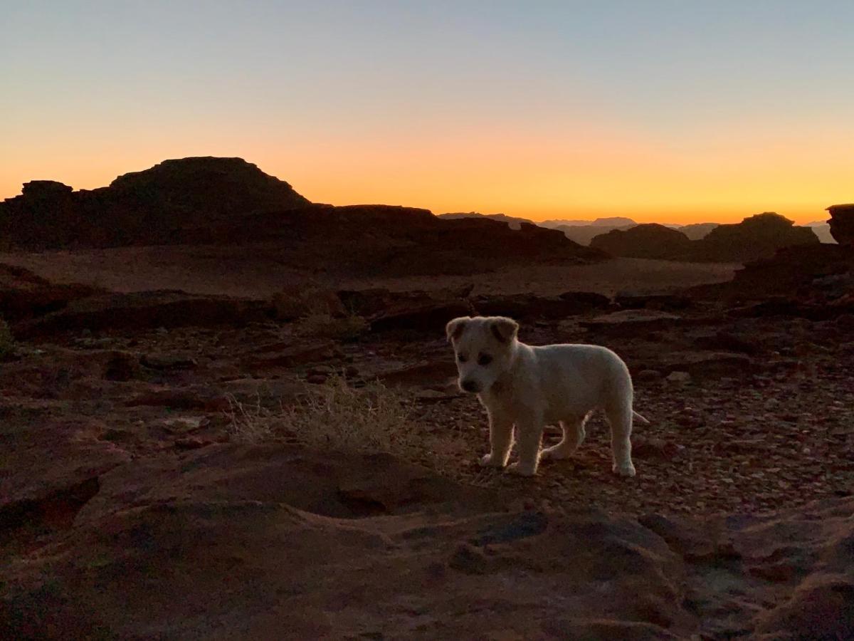Wadi Rum Bedouin Tour With A Camp Kültér fotó