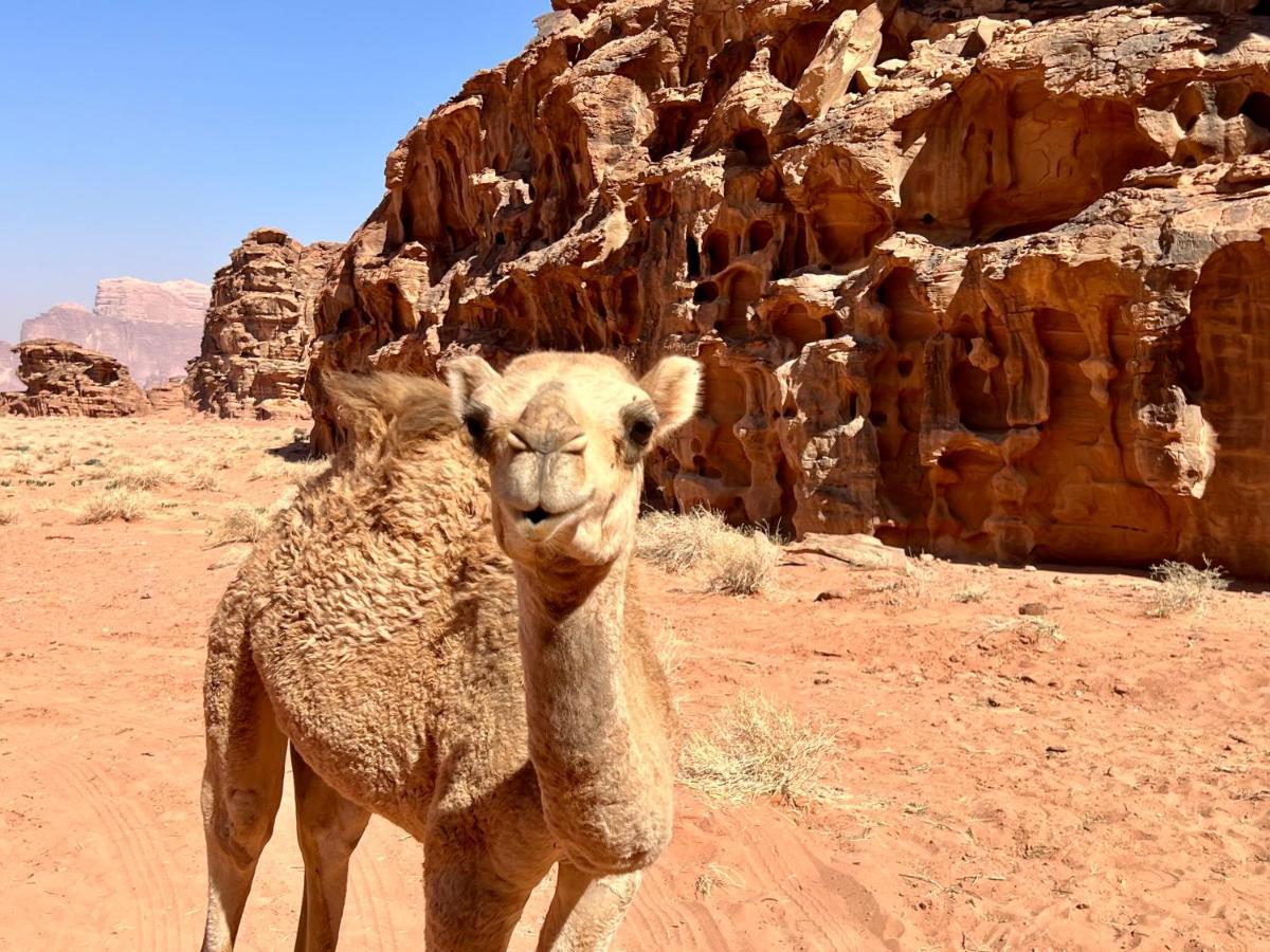 Wadi Rum Bedouin Tour With A Camp Kültér fotó