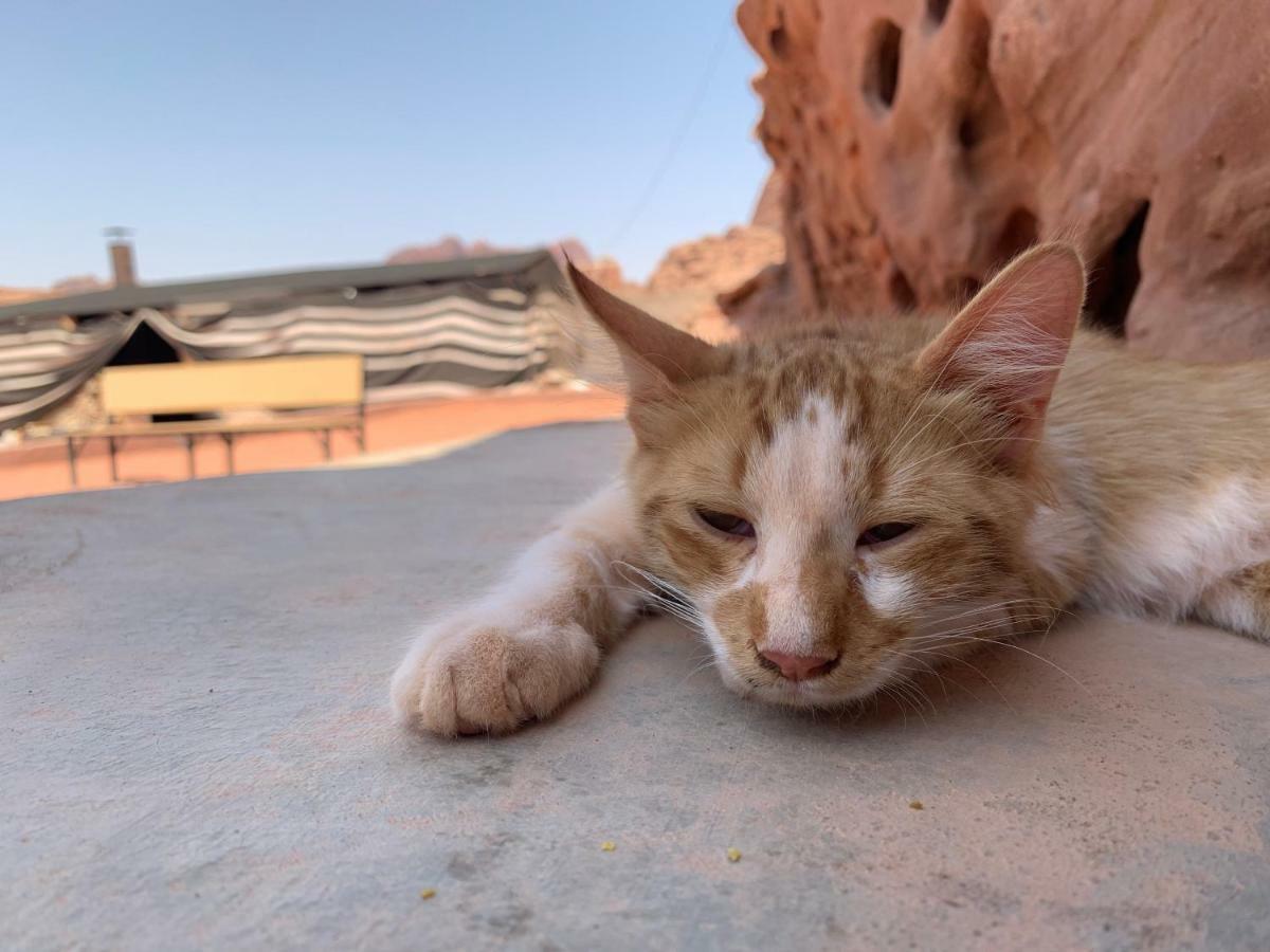 Wadi Rum Bedouin Tour With A Camp Kültér fotó